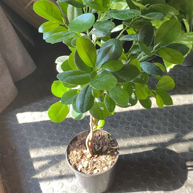 Braided Ficus Moclame 19cm