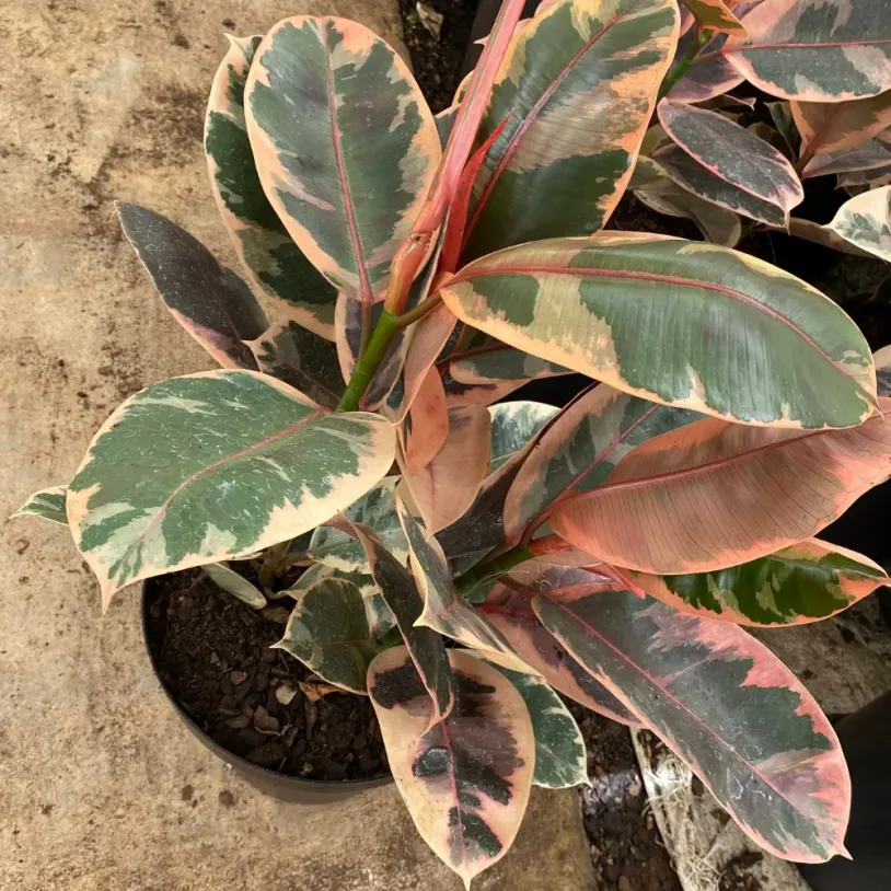 Rubber Tree (Ficus Elastica Ruby) 15-35cm