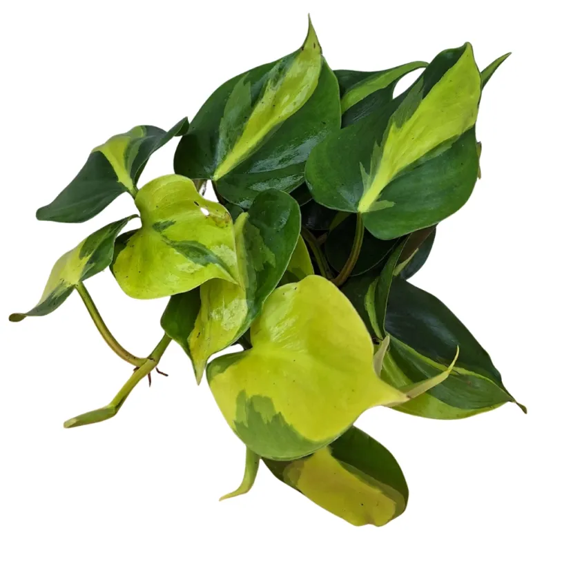 Philodendron Brazil (hederaceum Brazil) 12cm