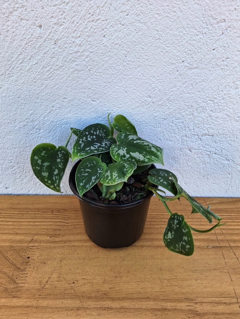 Satin Pothos Scindapsus pictus (argyraeus) 12cm
