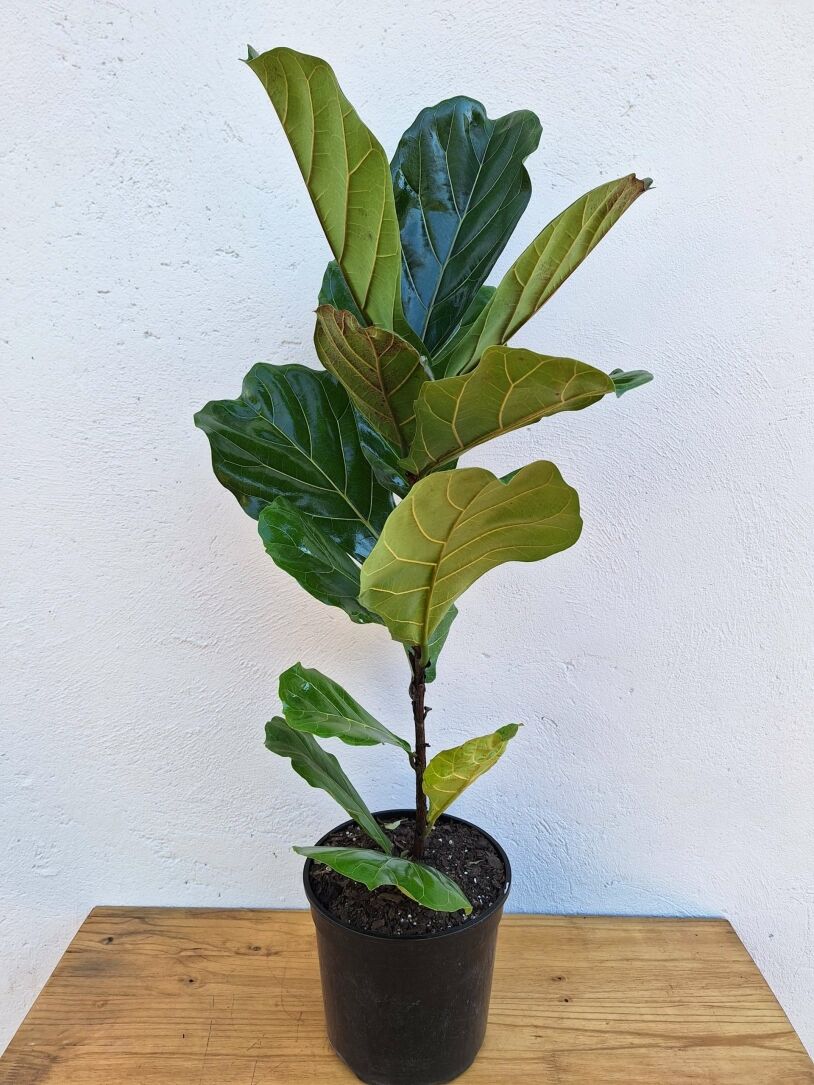 Extra Large Fiddle Leaf Fig | Ficus Lyrata | 23cm