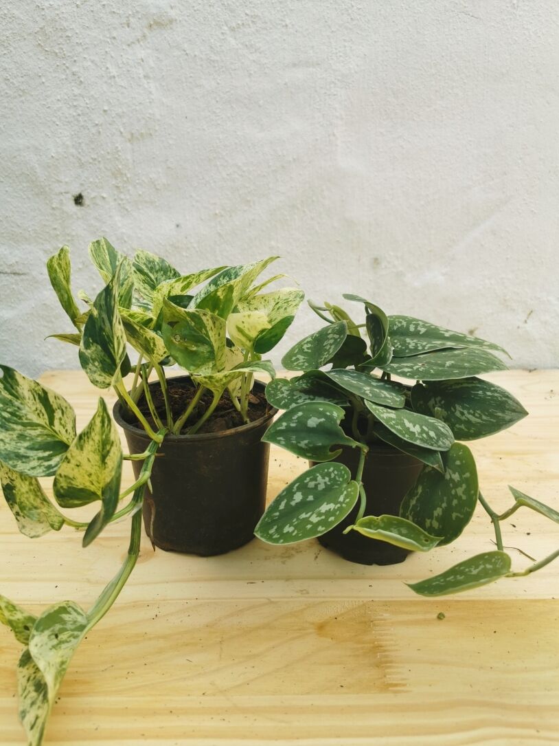 Marble Satin Combo in 12cm Nursery Pots