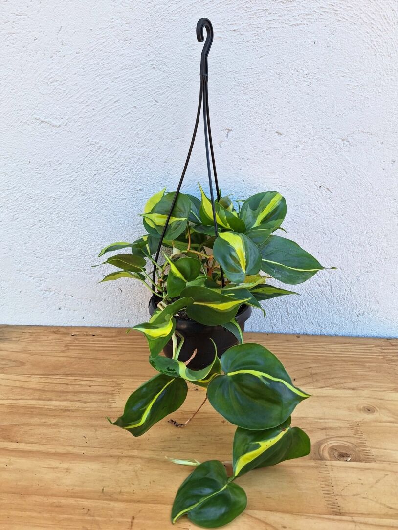 Philodendron Brazil (hederaceum Brasil) 16.5, 20cm