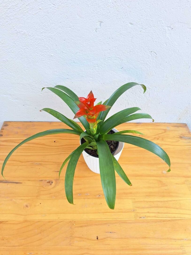 Bromeliad Guzmania (Red/Orange Flower) - In 14cm Nursery Pot