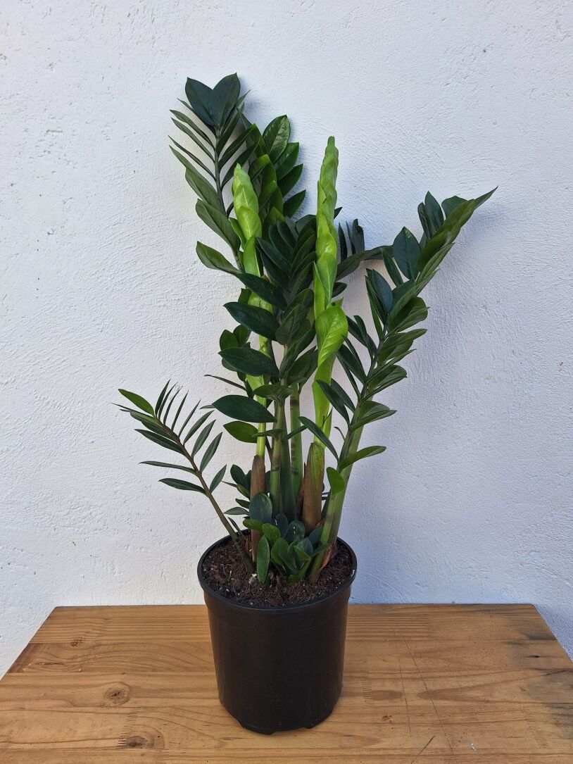 ZZ Plant Zamioculcas Zamiifolia 15 - 23cm