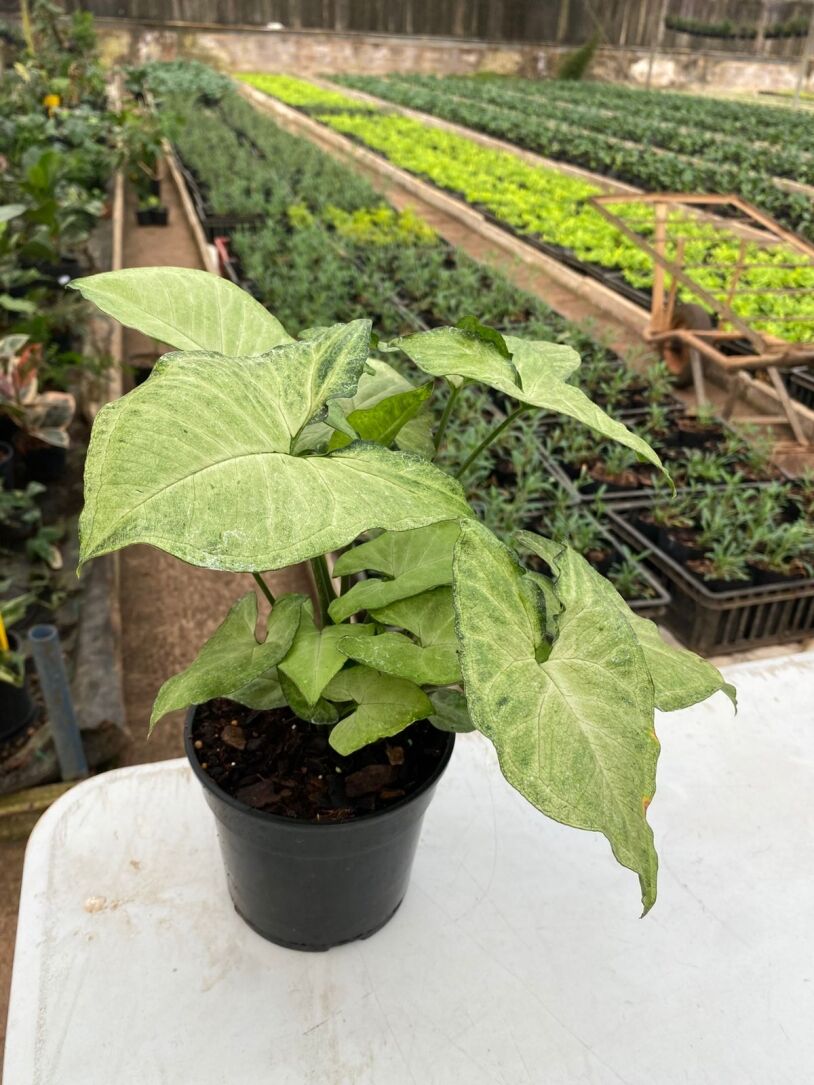 Syngonium 'white butterfly'