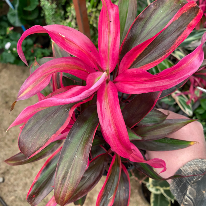 Striking Cordyline Fruticosa (Red Edge) 14cm