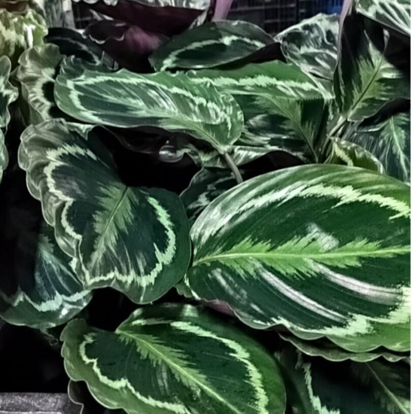 Stunning Calathea Medallion 14cm