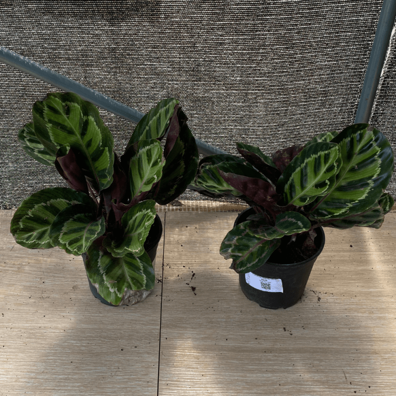 Calathea Illustris 12cm