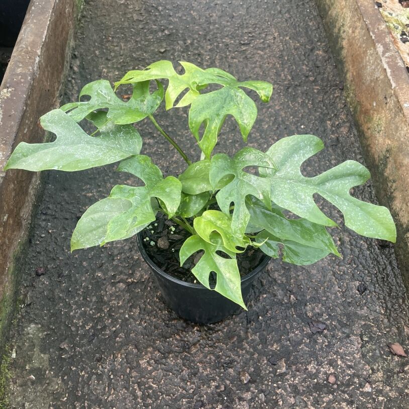 Mini Monstera (Rhaphidophora Tetrasperma) 12cm