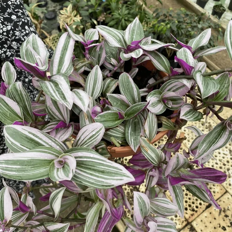 Tradescantia Nanouk 20cm HB