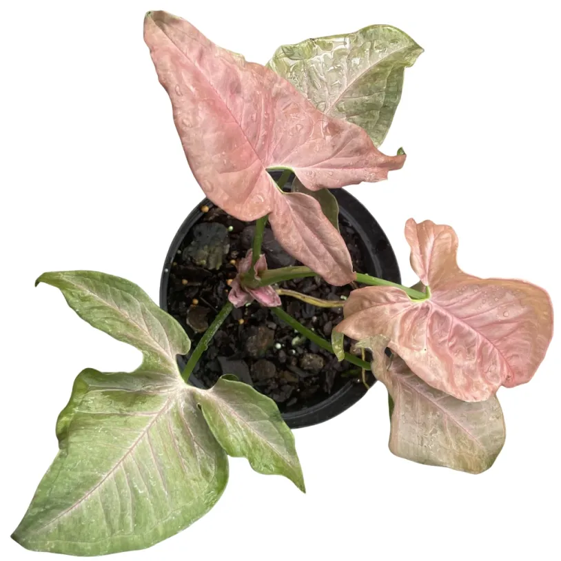 Vibrant Syngonium Neon Robusta 14cm